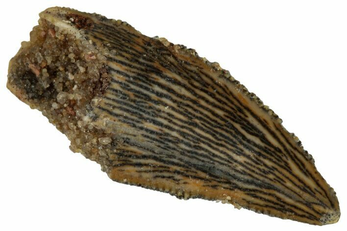 Serrated, Raptor Tooth - Real Dinosaur Tooth #291512